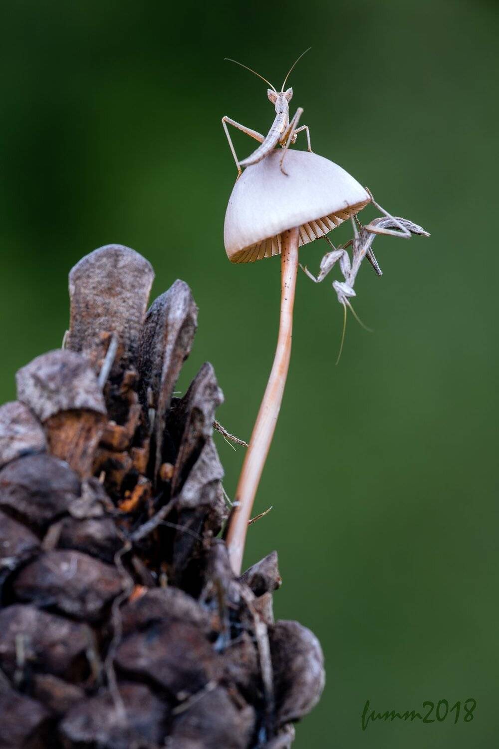 , Игорь ФУММ