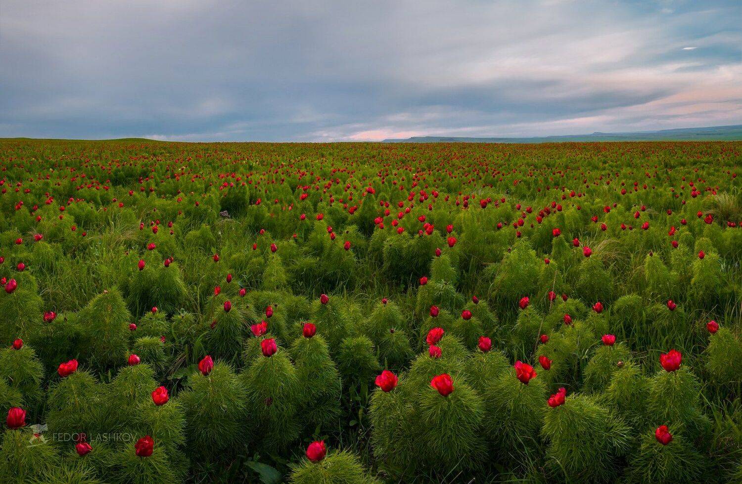 ставропольский край, фотоальбом, ставрополье, ставропольская возвышенность, весна, цветы, степь, пион, пион узколистный, пион-лохмач, вечер, зелёный, красный, цветок, дикий, флора, Лашков Фёдор