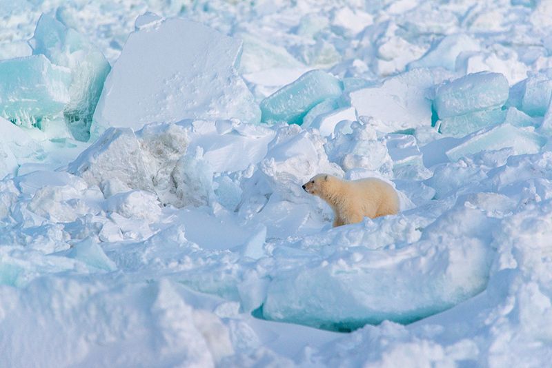 чукотка арктика море медведь белый полярный морской мыс кожевникова рыркайпий медвежонок Один... фото превью