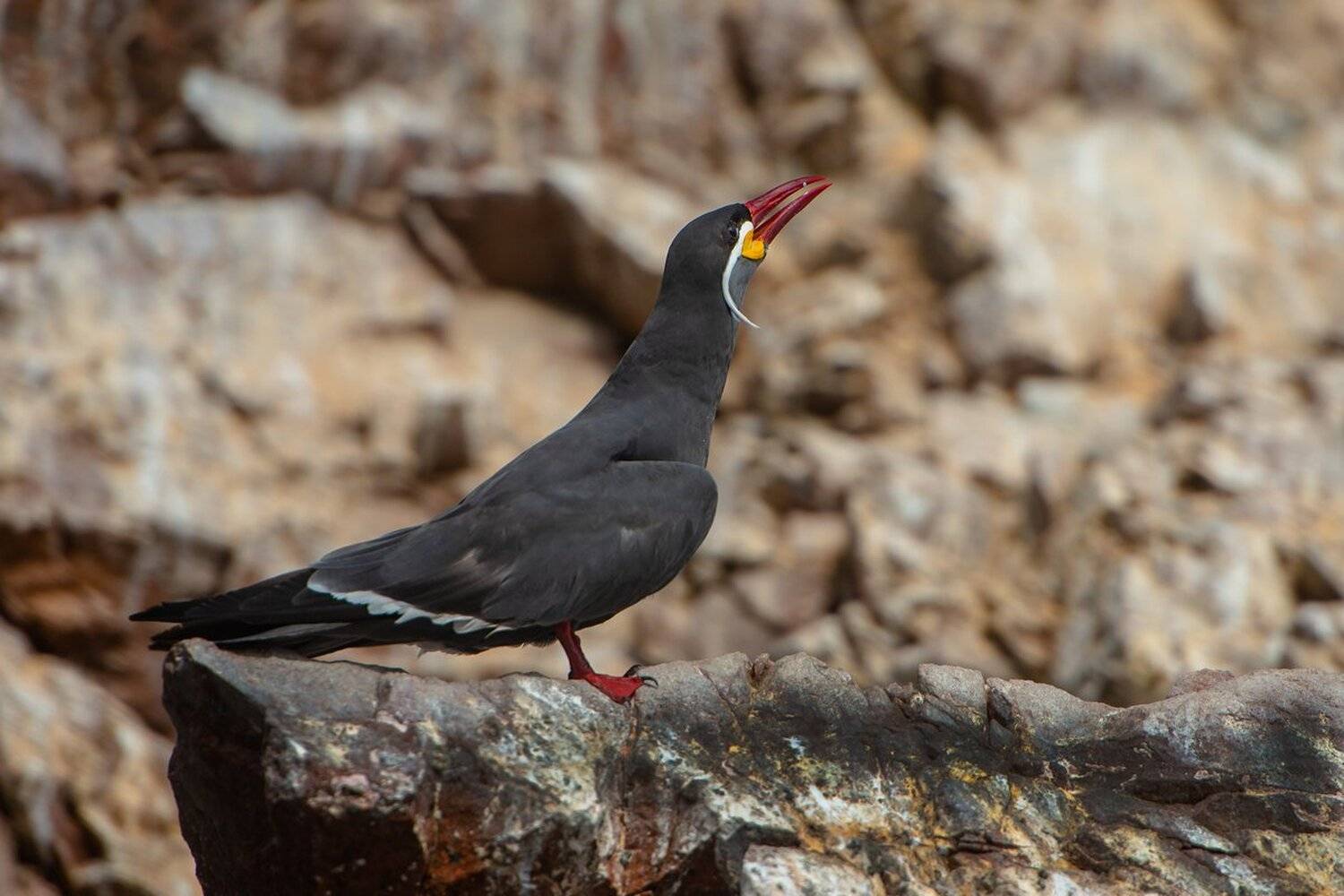 чайка, Александр Маркелов