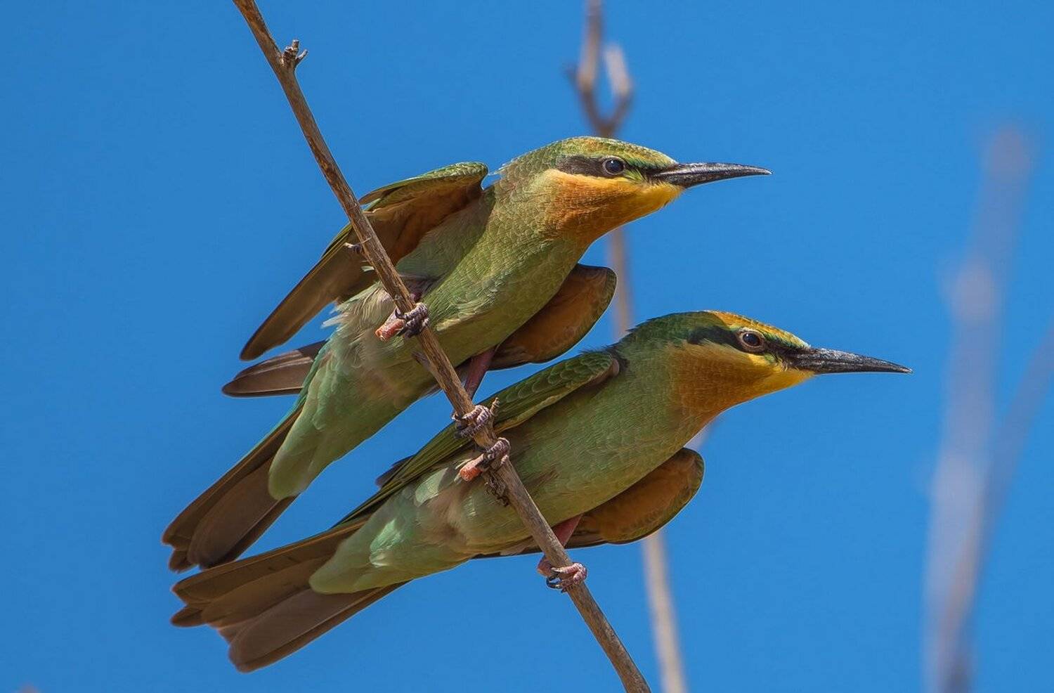 щурка, Александр Маркелов