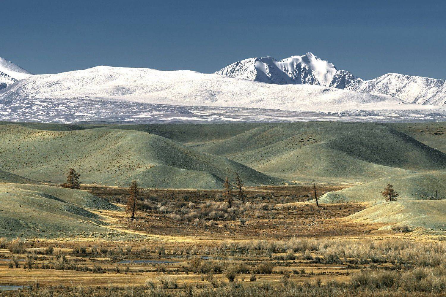 северо-чуйский,  горный алтай, курай, Евгений Шестаев