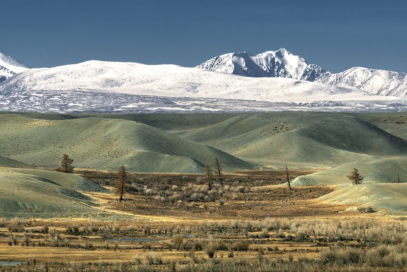 северо-чуйский,  горный алтай, курай В Курайской степи... фото превью