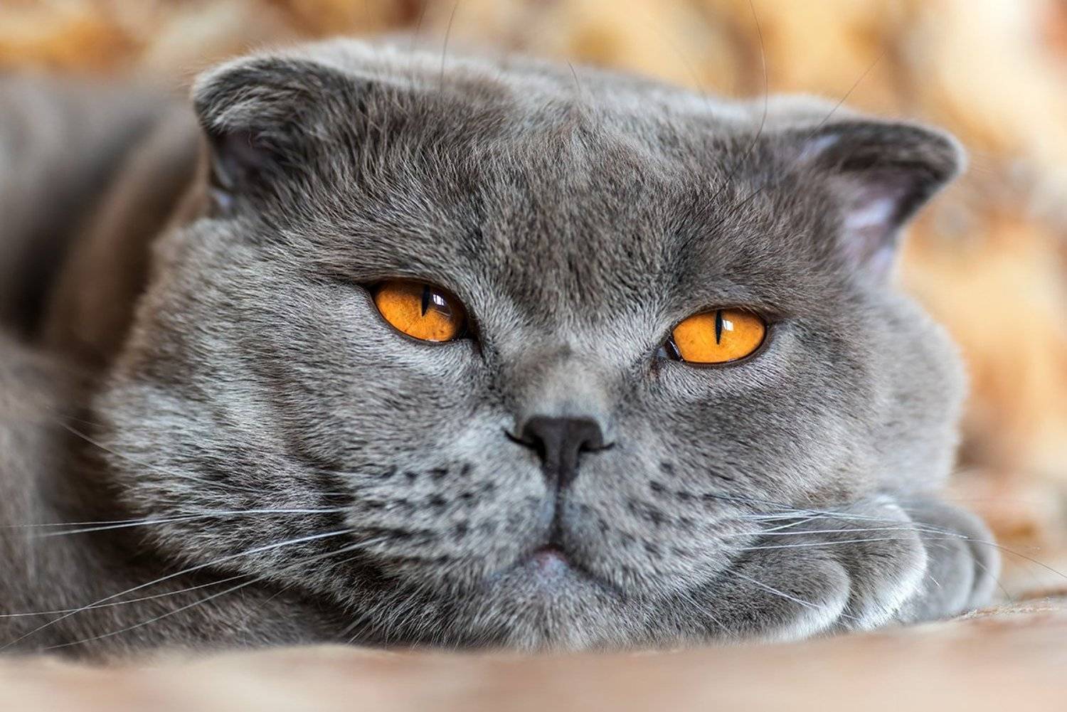 домашние животные, кошки, кот, шотландец, вислоухий, фунтик, Александр Земляной