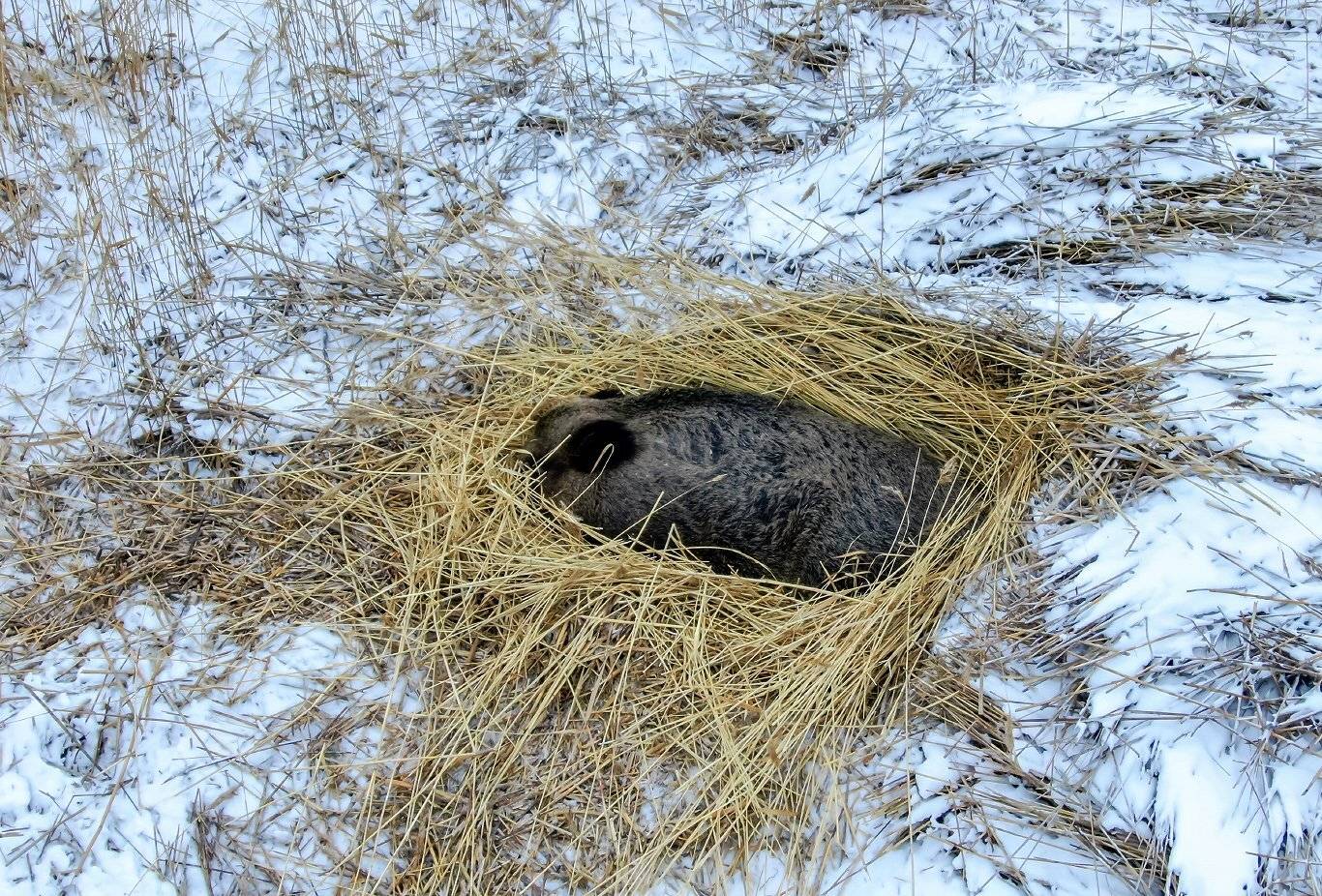 , Александр Абросимов