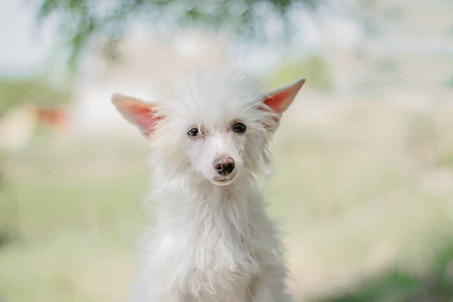 собака, щенок, анималистика, домашние животные, лето, портрет, Екатерина Кикоть