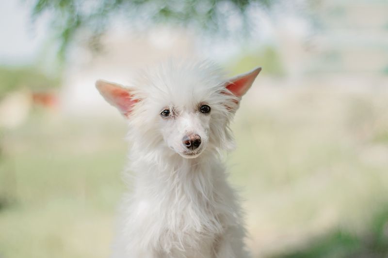 собака, щенок, анималистика, домашние животные, лето, портрет Нежность фото превью