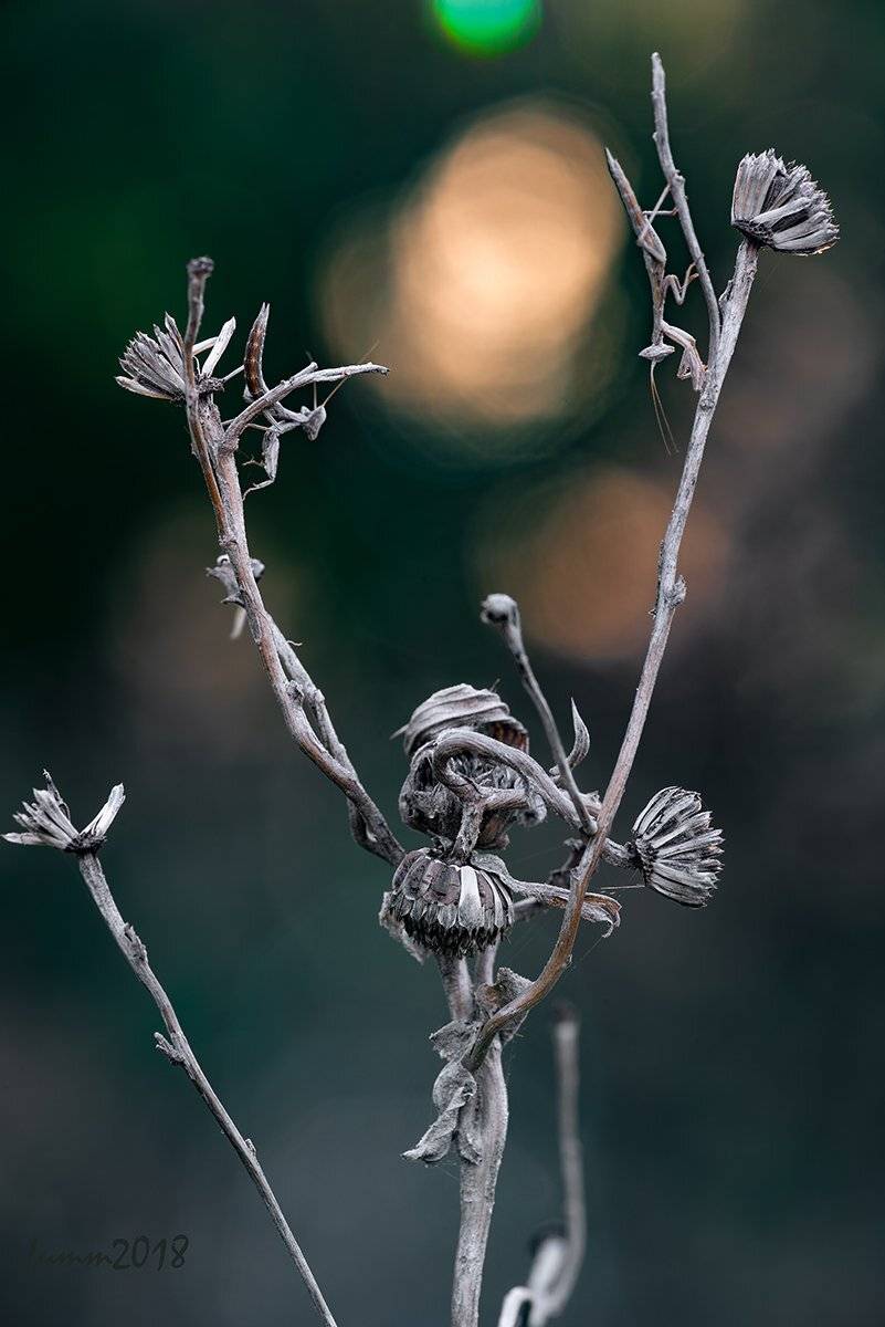 , Игорь ФУММ