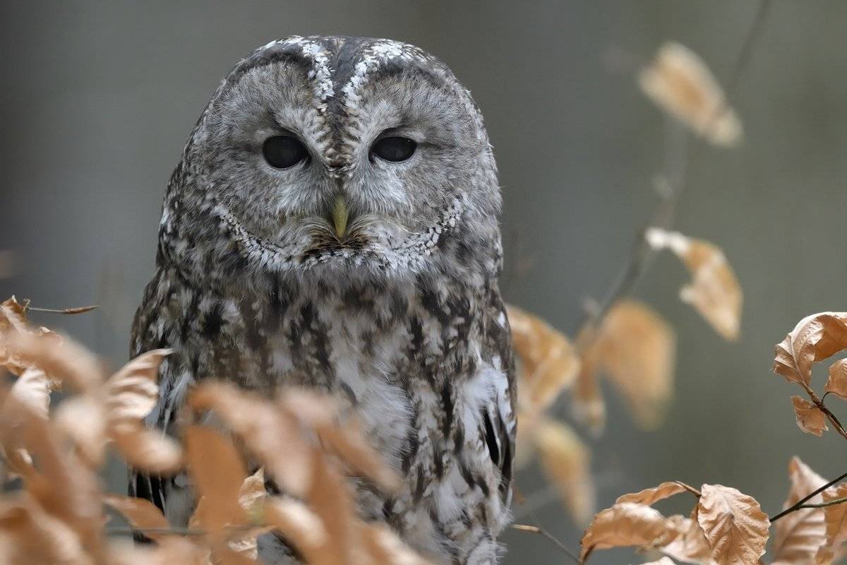 птицы birds, Jaroslav Mego