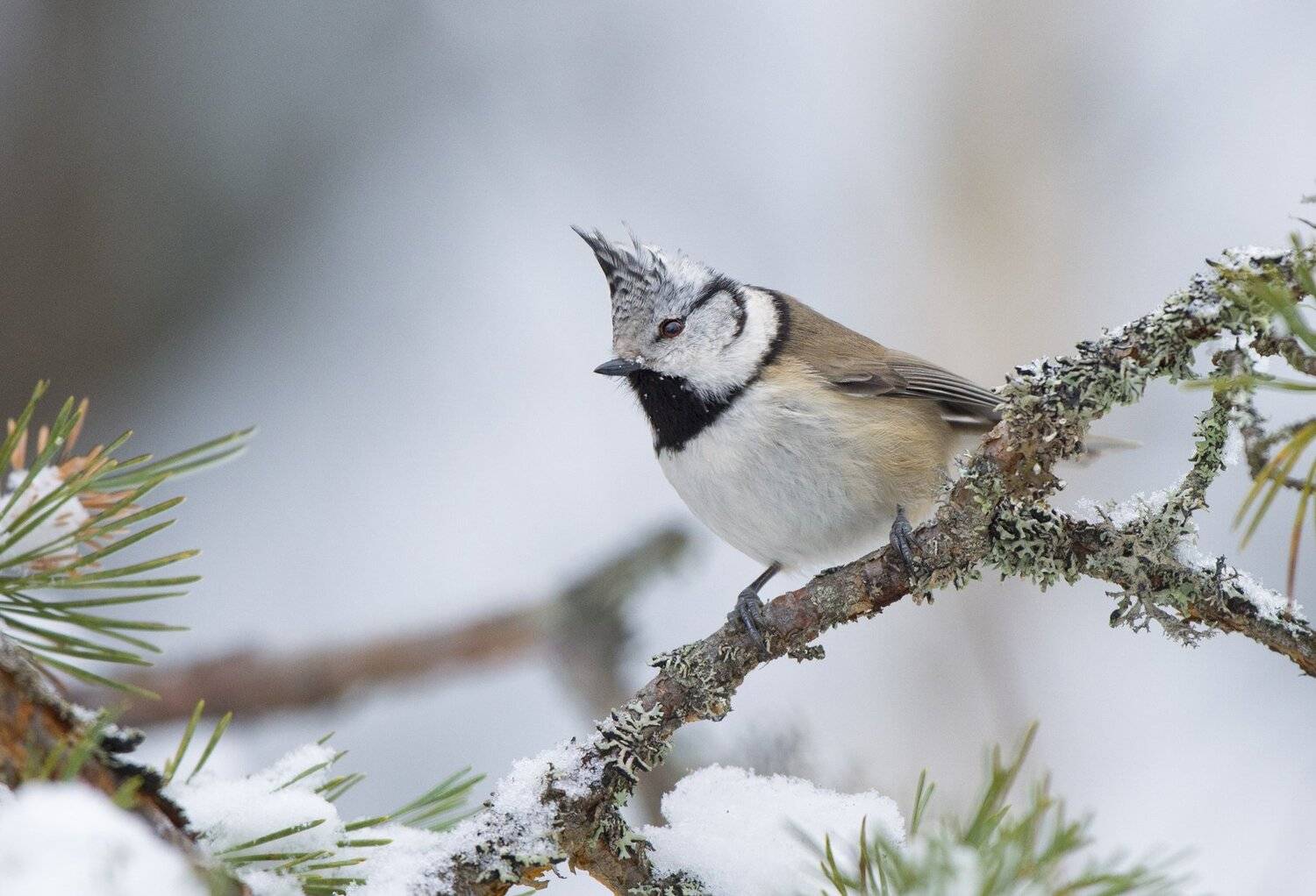 , Юрий Кулаков