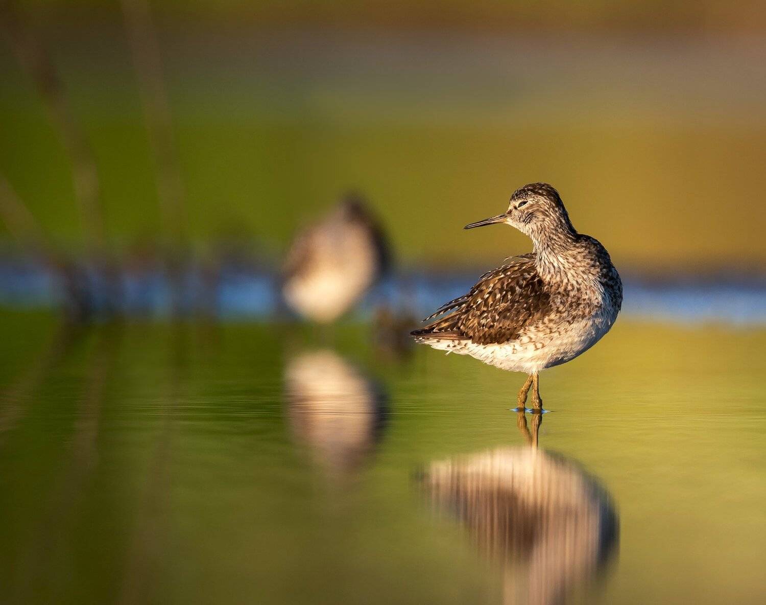 птицы,природа,лето, Андрей Киселёв