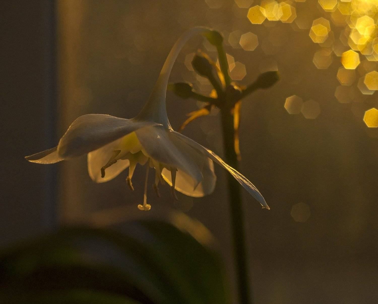 боке цветок вазон, Галина вокальчук