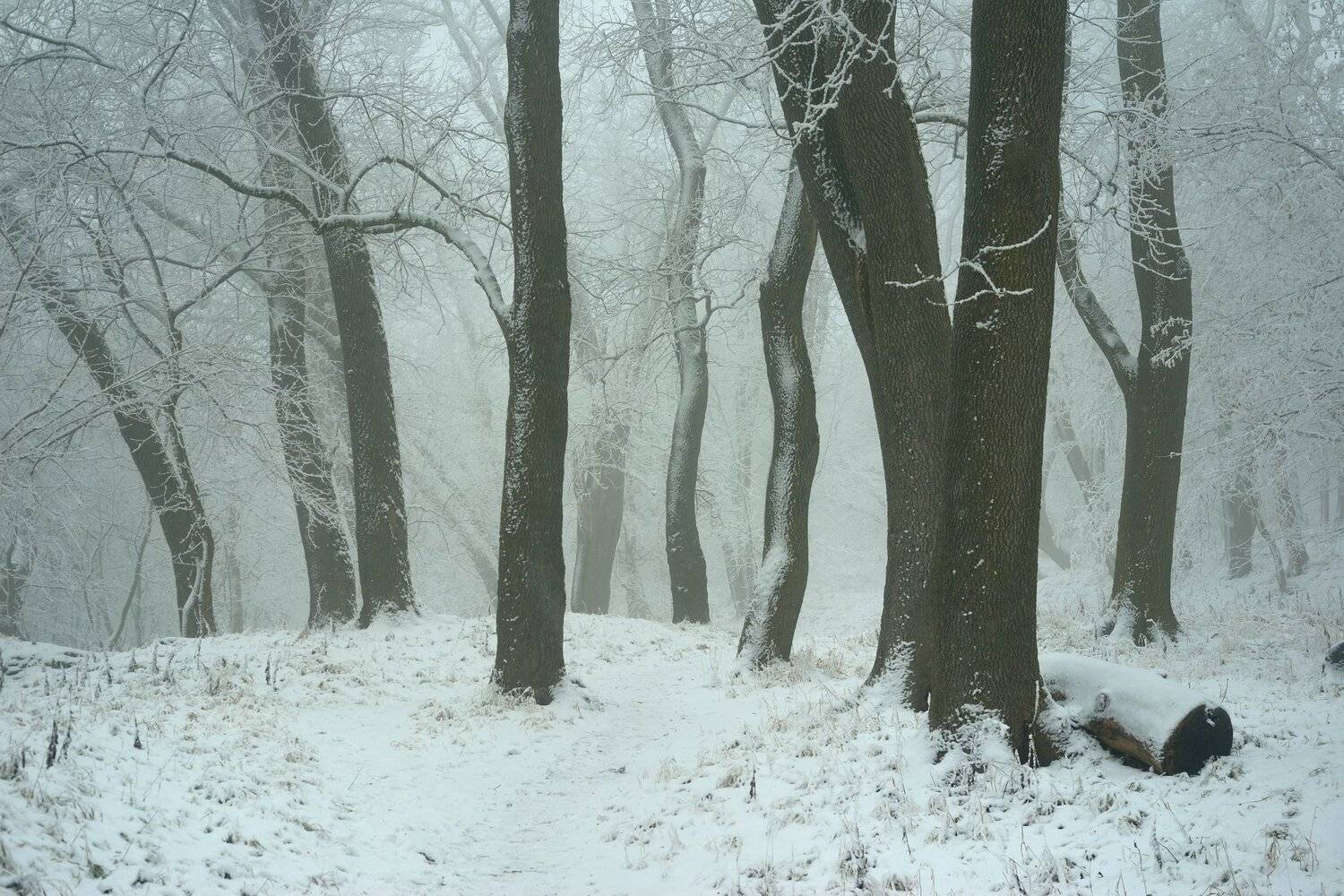 зима лес туман снег дуб, Александр Жарников