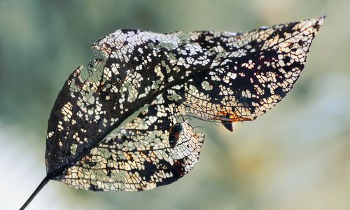 Плетельщицы кружева