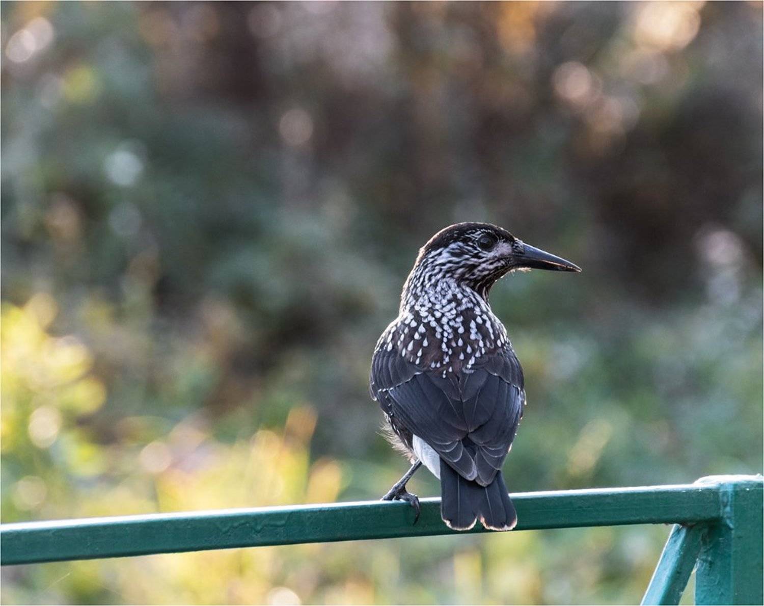 птицы, лес, Куликова Ирина