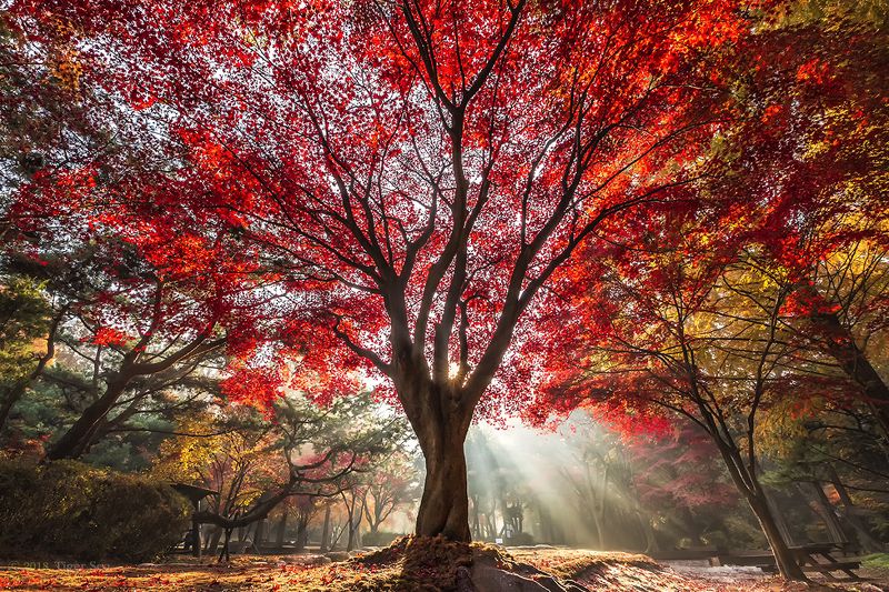 red tree foliage rays sunlight light autumn color landscape travel Korea Red tree фото превью