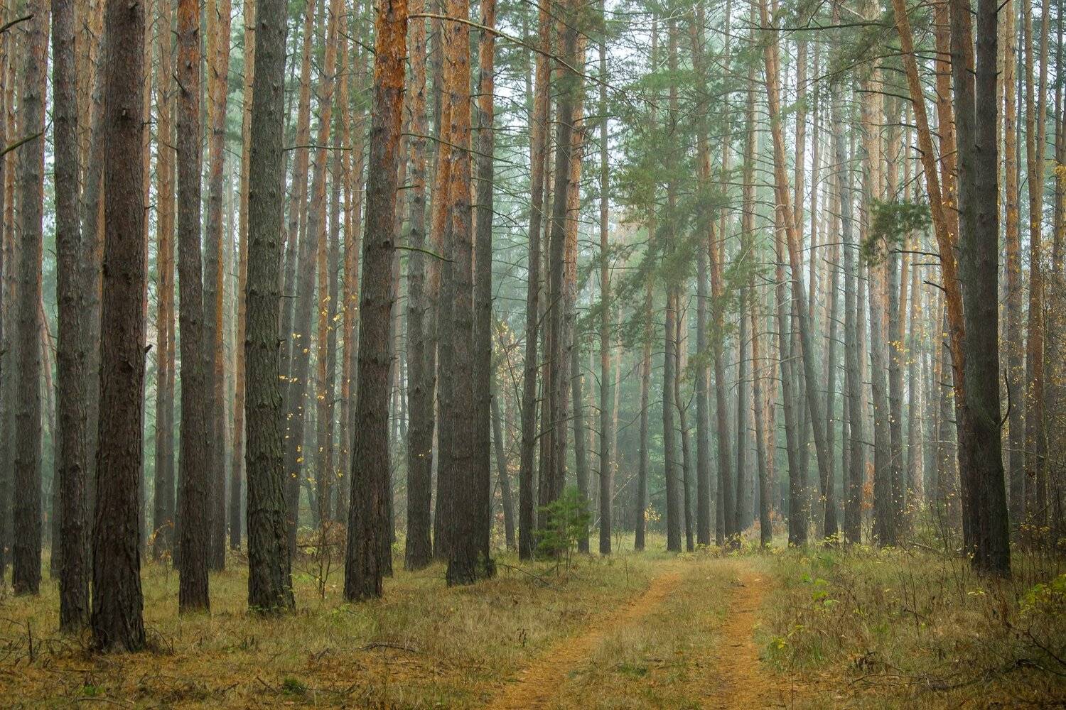туман, сосны, осень, ноябрь, лес, заповедник, дорога, Руслан Востриков