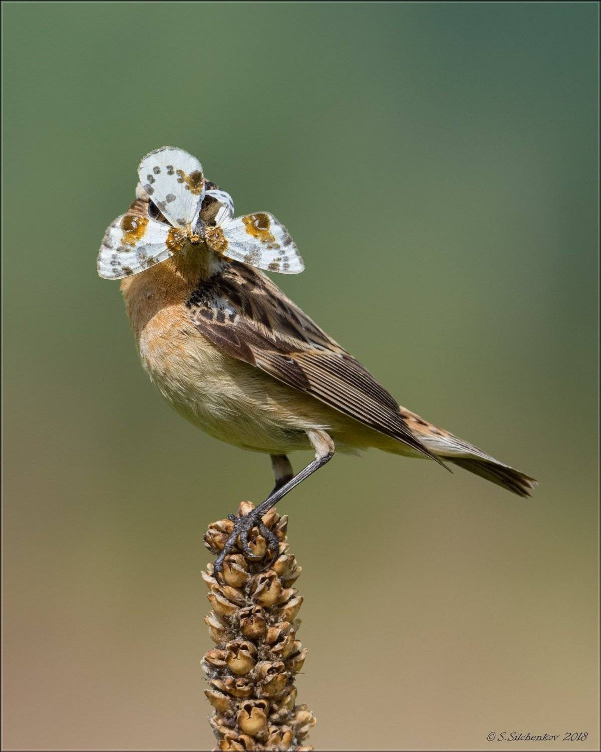 чекан, Сергей Сильченков