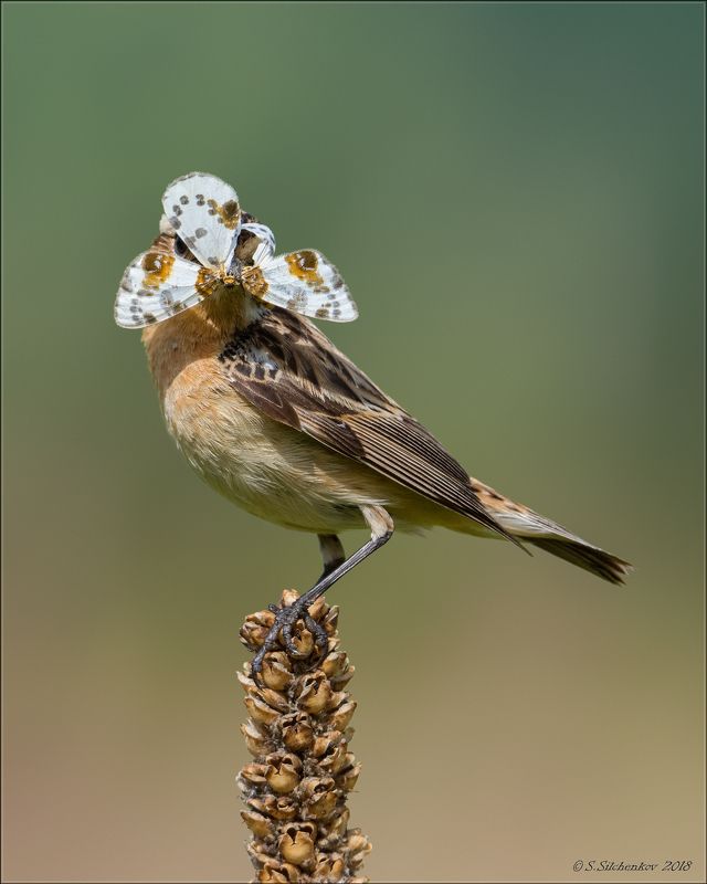 чекан К встрече Нового Года - Готова! фото превью