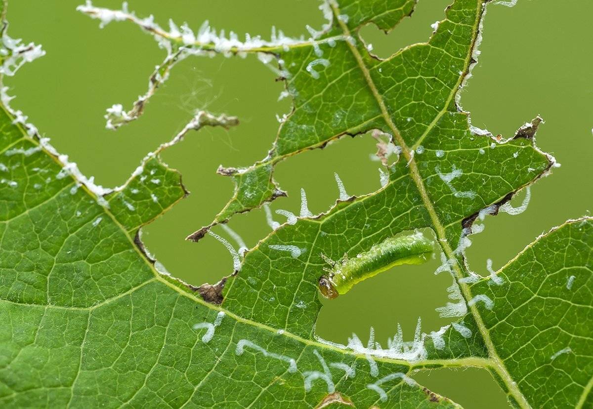 , Александр Земляной