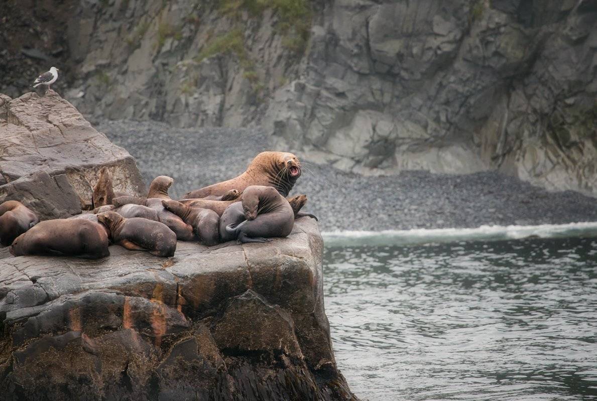 камчатка,сивучи,россия,природа,животные,океан,фототур, Elena Pakhalyuk