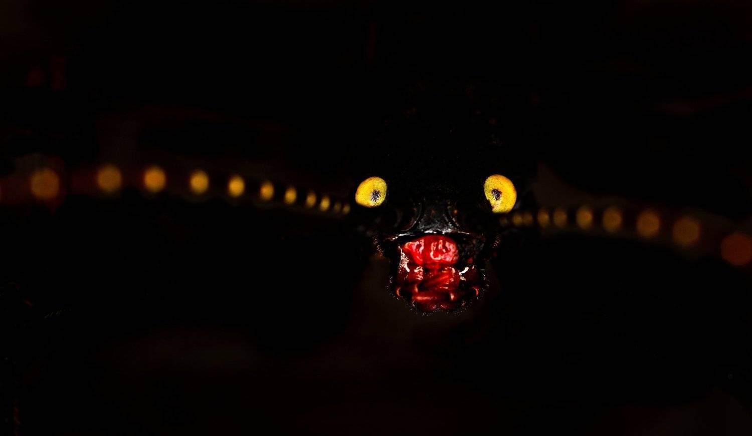 палочник перуфазма, Александр Зорин