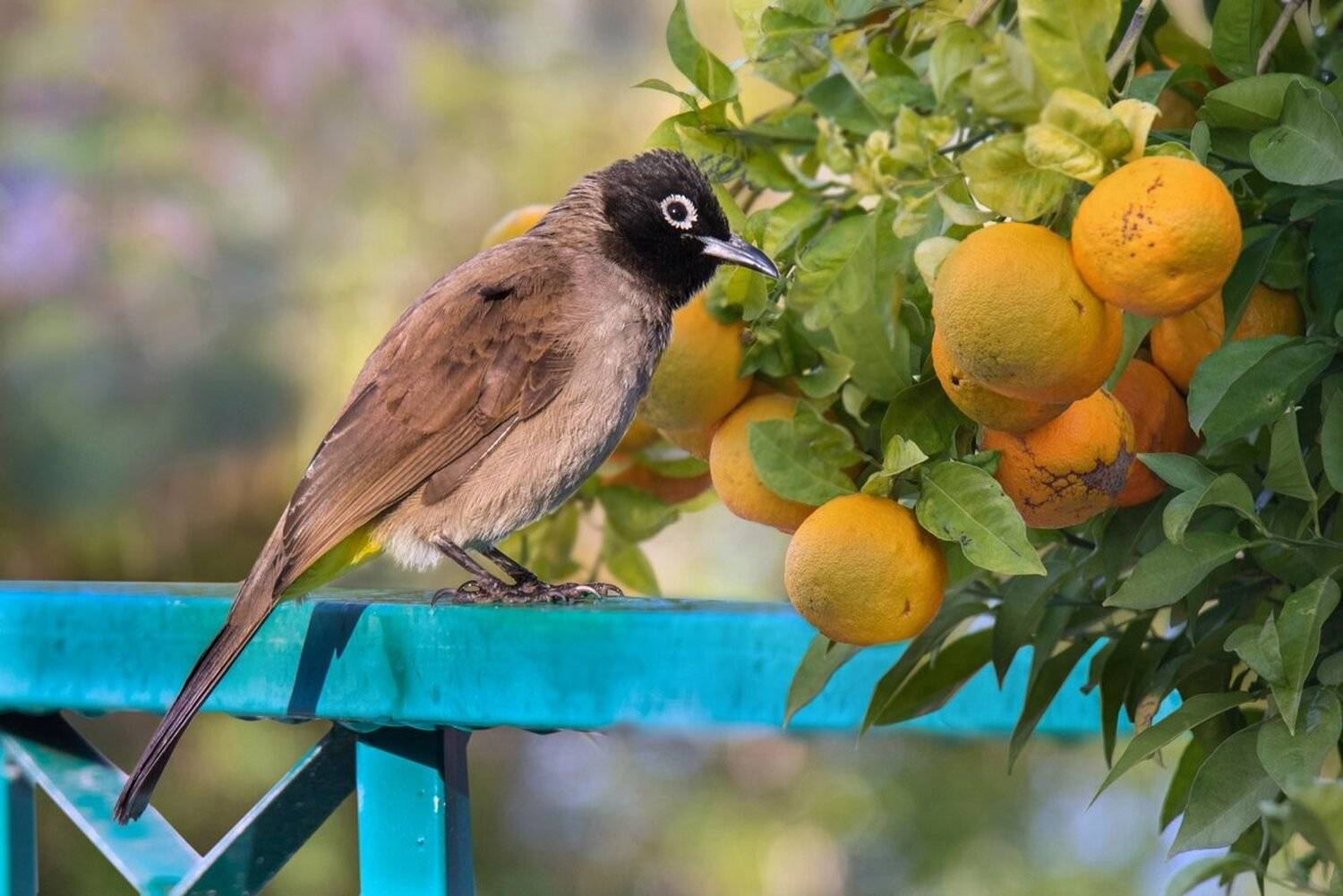 бюльбюль, декабрь, мандарины, Людмила Бекман