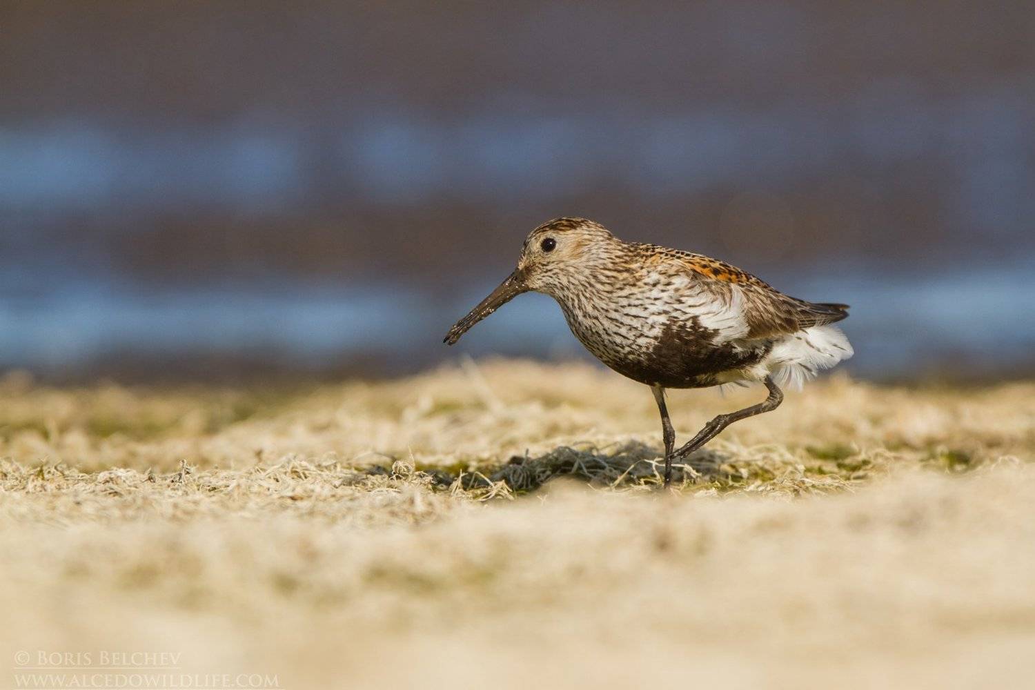 , Борис Белчев