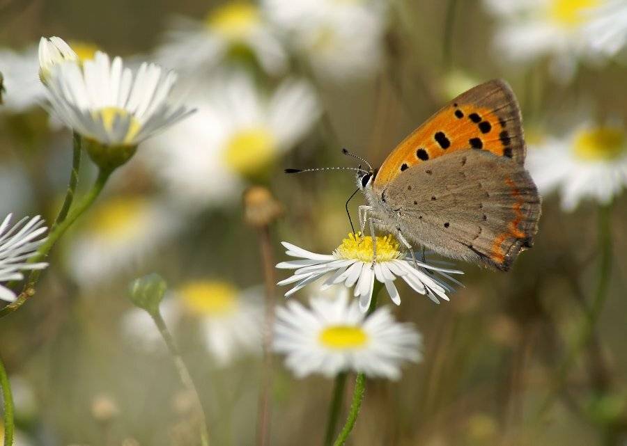 червонец, Cheplenko Aleksey
