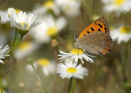 В цветочном мире
