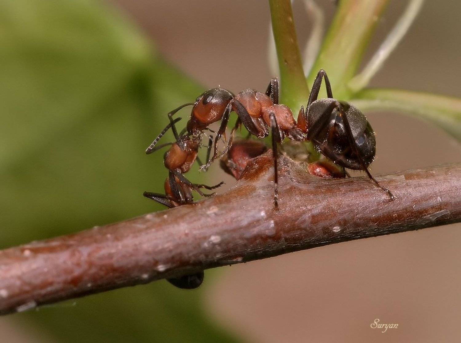 &ndash; ах, сестрица дорогая, нет трудам конца и края, Олег Сурьянинов