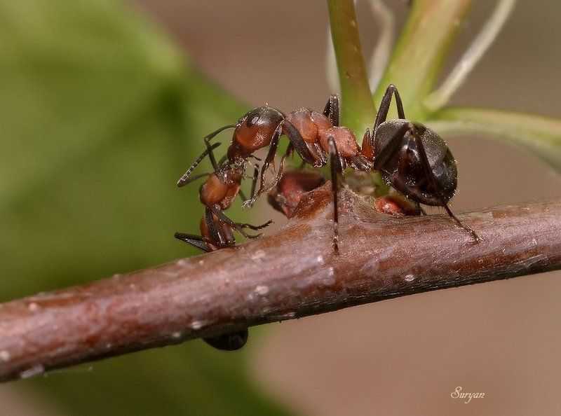 – ах, сестрица дорогая, нет трудам конца и края – Ах, сестрица дорогая, Нет трудам конца и края фото превью