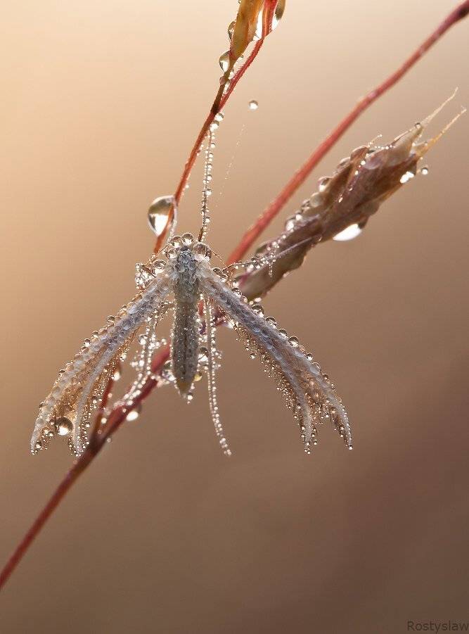 ростислав, макро, 100мм, Ростислав