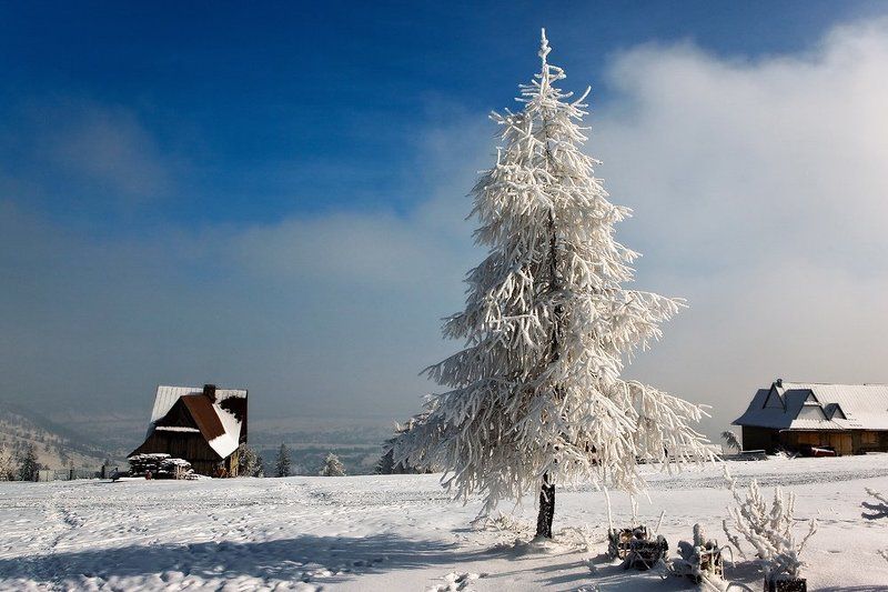 О чем молчали деревья... фото превью