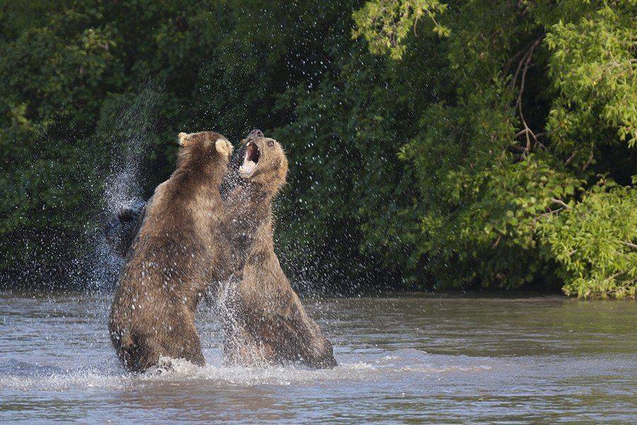 камчатка, медведь, река, рыба, курильское, озеро, вечер, Денис Будьков