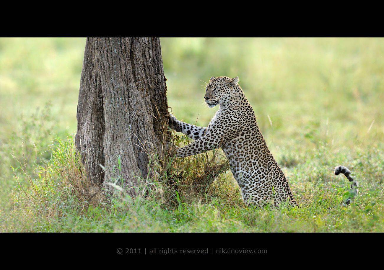 леопард, дикая природа, африка, животные, зиновьев николай, Николай Зиновьев
