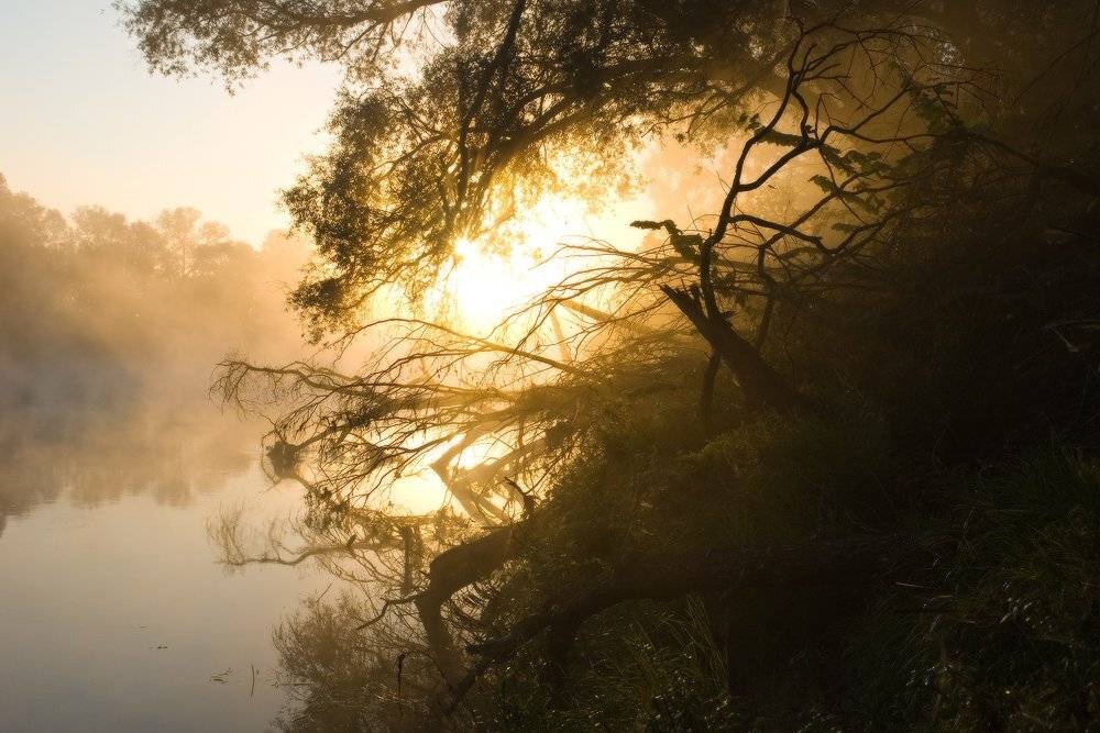 утро, восход, солнце, лучи, деревья, река, туман, силуэты, пейзаж, свет, десна, украина, пироговка, Art Loo