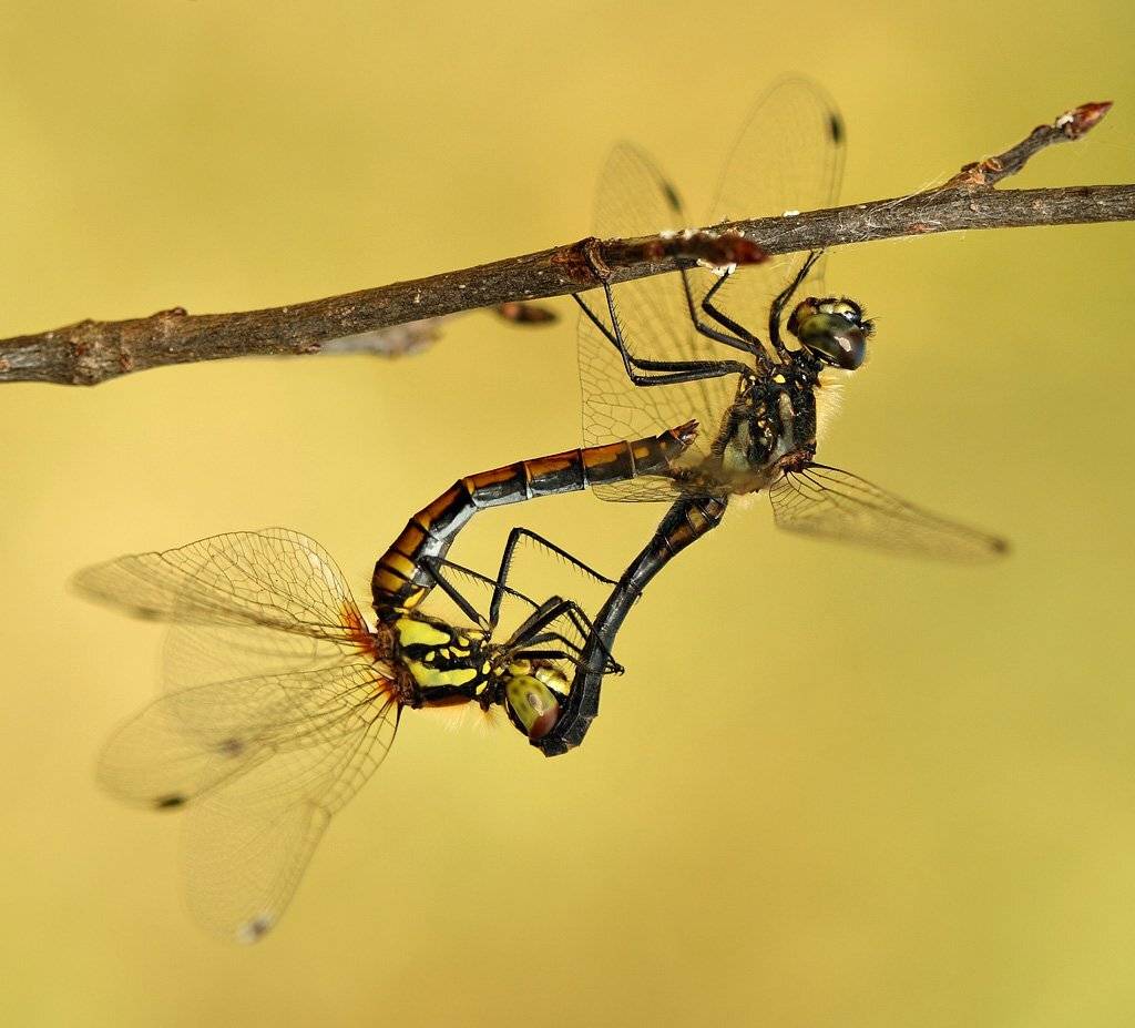, Сергей Таланов