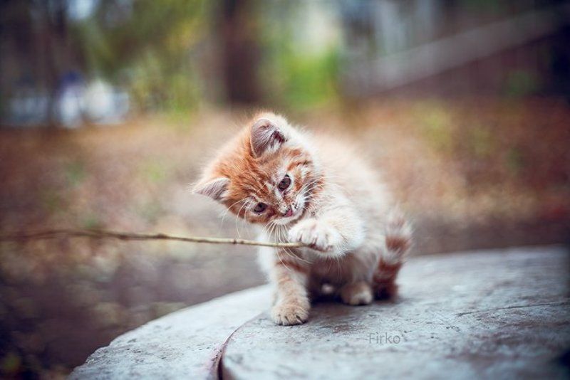 Cat фото превью