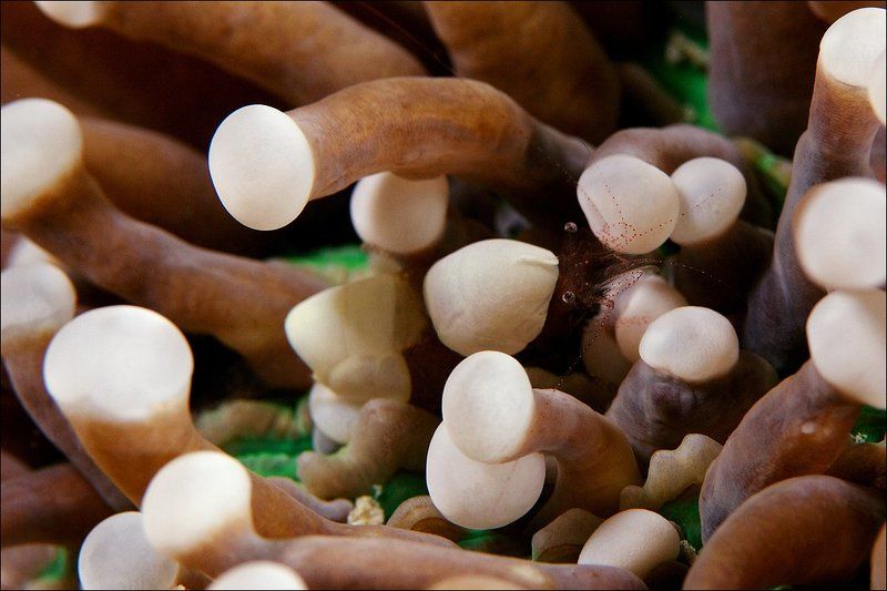 shrimp, underwater, sipadan Притырился фото превью