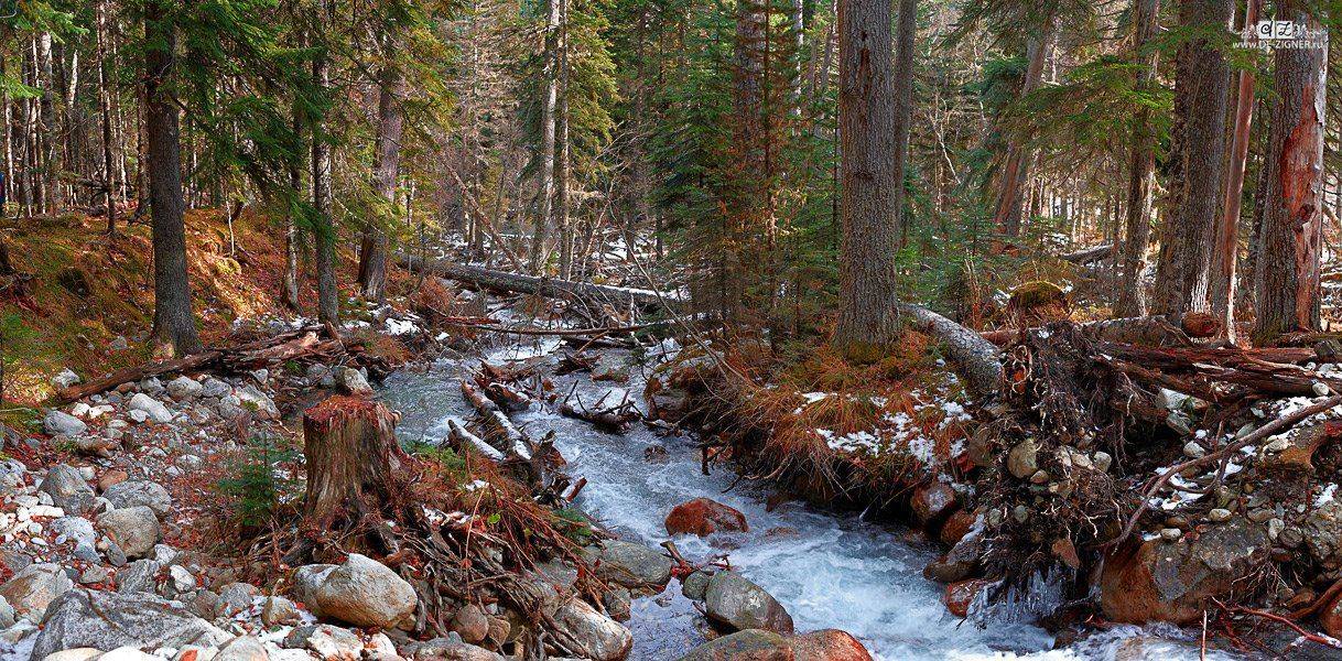 ручей, горы, лес, вода, осень, архыз,, Вадим de-Zigner