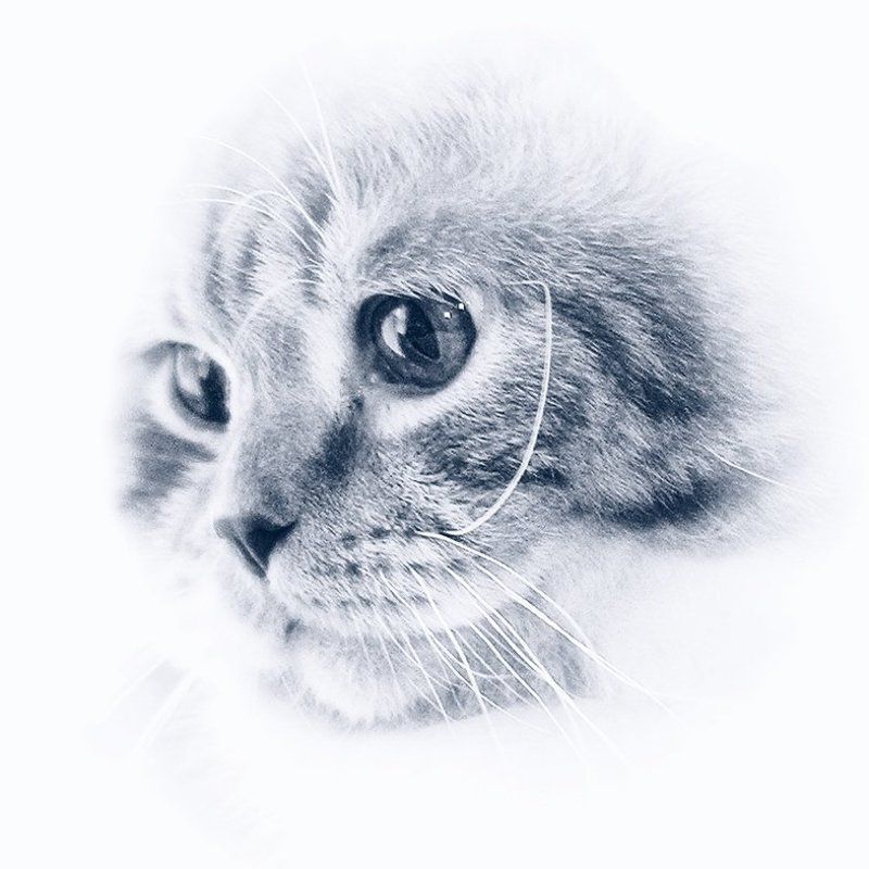 кот, кошка То ли Морды, то ли Лица... фото превью