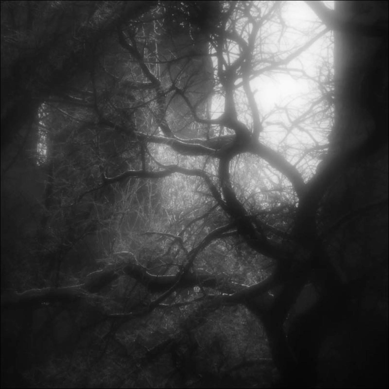 монокль, Vladimir Markov