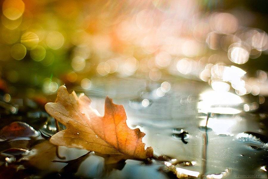 , Сергей Зимин