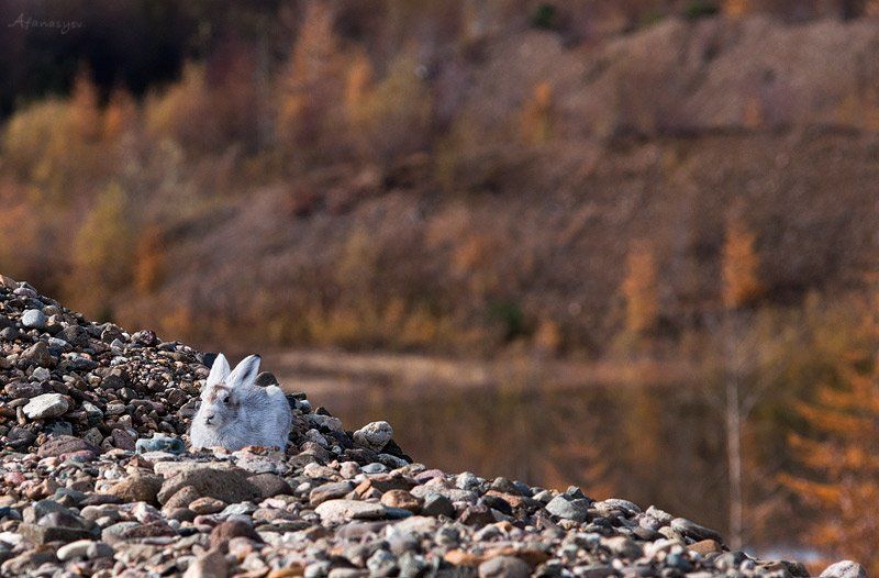 заяц, магадан, колыма, осень, животные,  лапки, уши, глаза, заяц беляк, тише воды но  ближе к небу фото превью