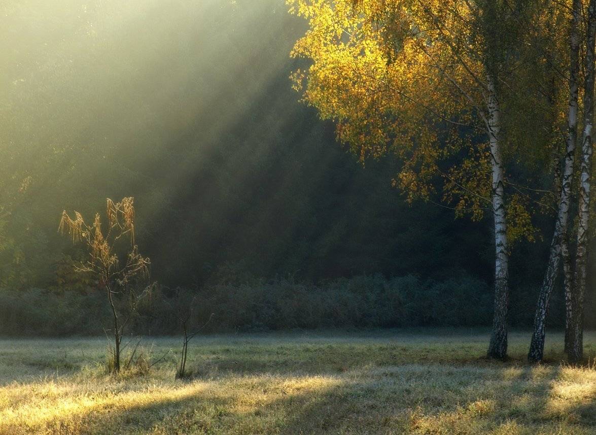 утро, туман, берёза, лучи, Марина Брыдня
