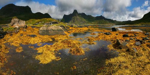 Вомбат в тени Овцы и другие сказки Желтого моря