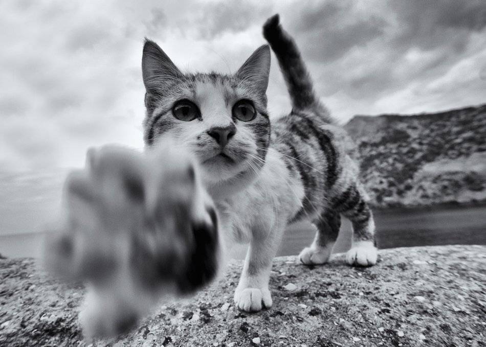 кот, Татьяна Аверина