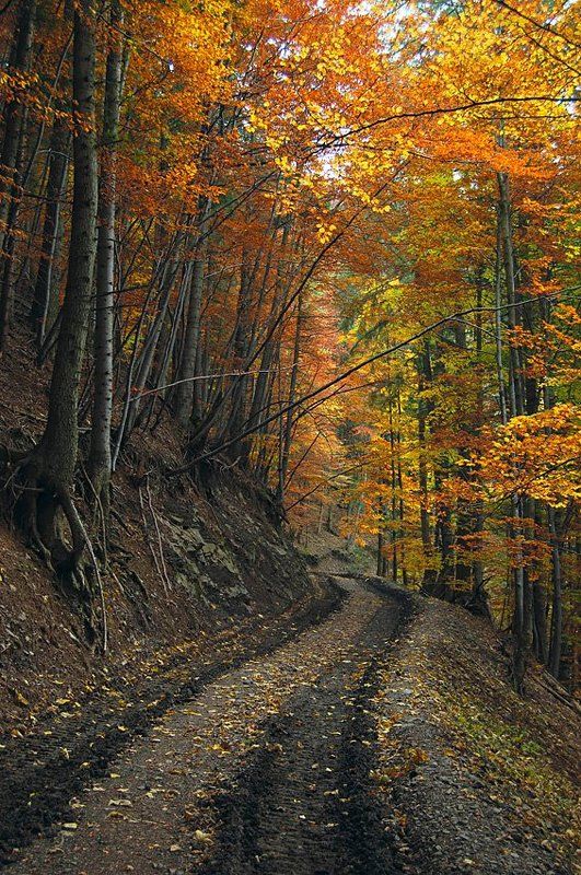 карпати Золотий шлях / Golden way фото превью