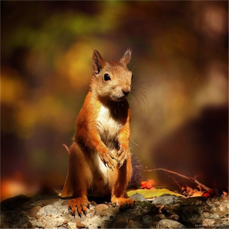 осеннее белкофото)) фото превью